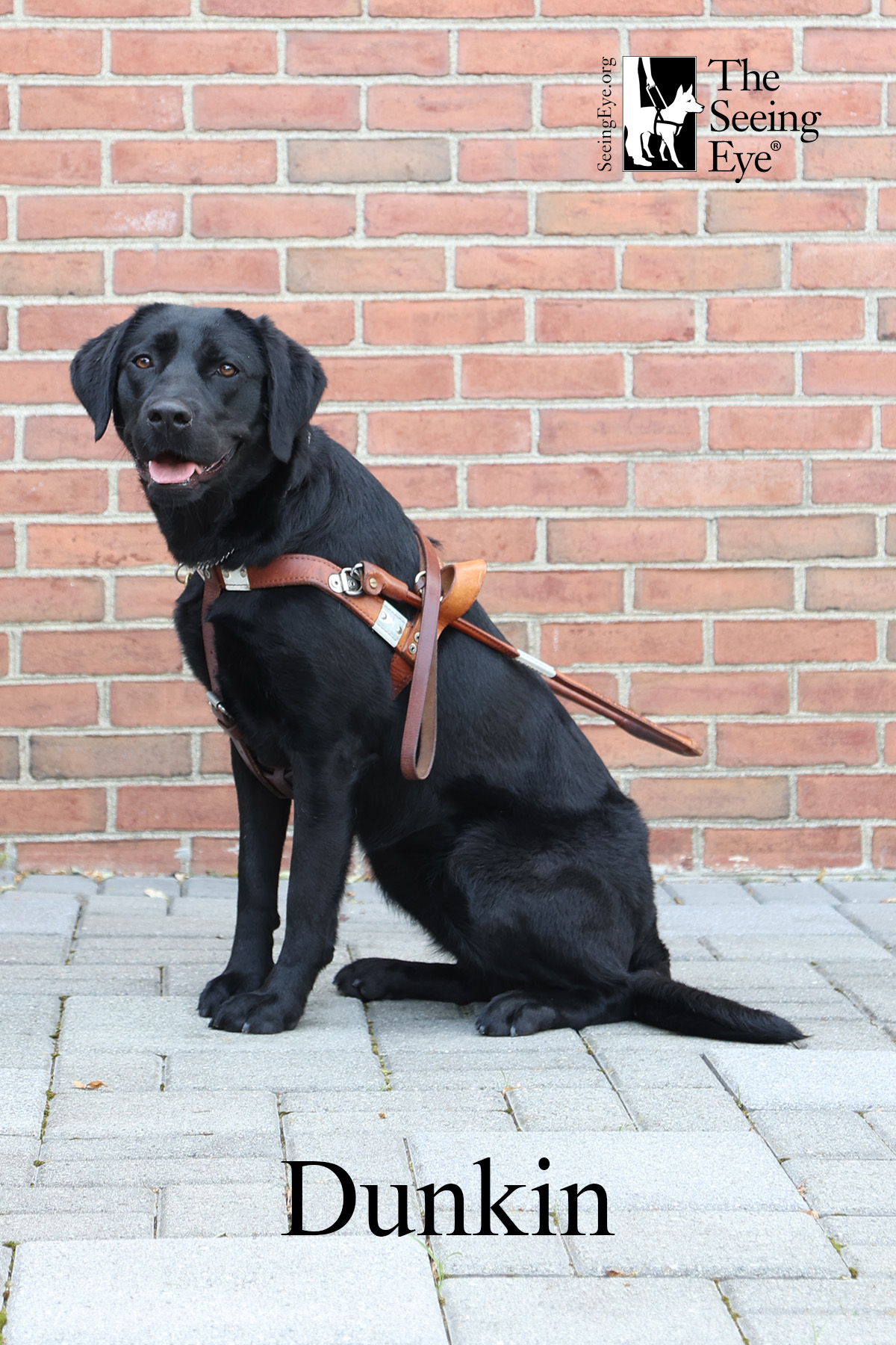Dunkin, le labrador noir de Natalina Martiniello, chien-guide Seeing Eye®, est assis, attentif, dans son harnais de guidage en cuir, devant un mur de briques rouges.
